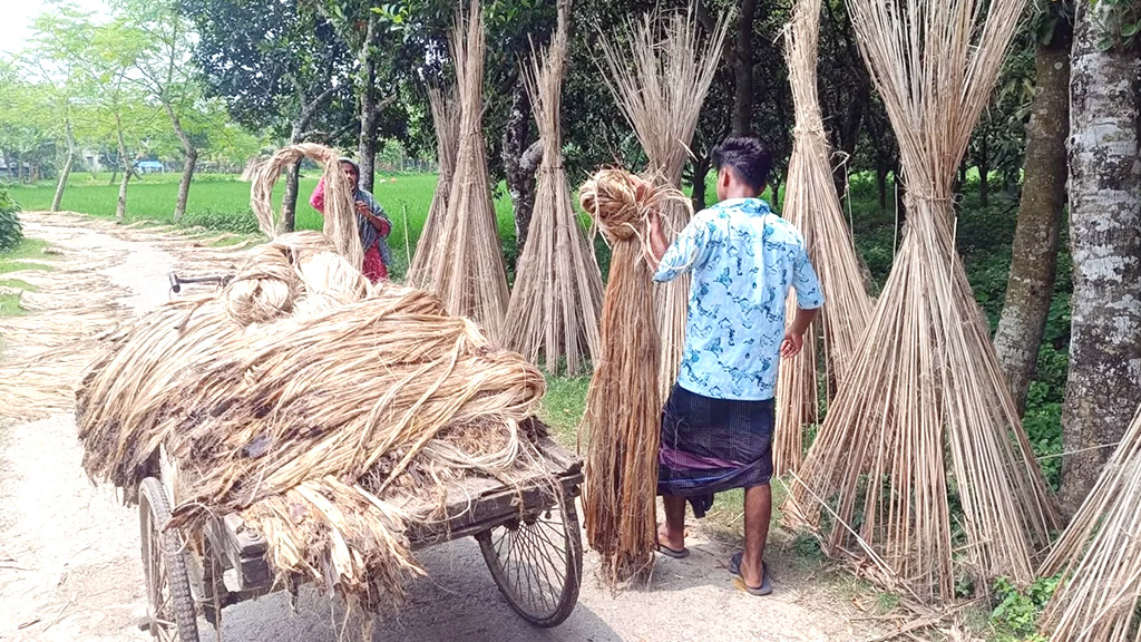 সাতক্ষীরার গ্রামে গ্রামে পাটের ব্যস্ততা, হাসি কৃষকের মুখে