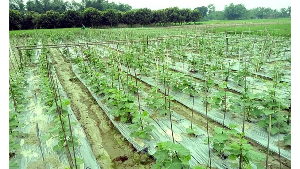 দিনাজপুরে আগাম শীতকালীন সবজি চাষে ব্যস্ত কৃষকেরা, ভালো দামের আশা