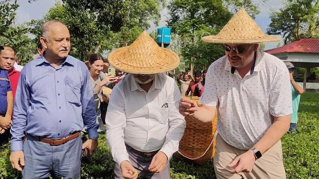 ঠাকুরগাঁওয়ে সমতলের চা বাগান ও ২০০ বছরের পুরোনো আমগাছ দেখলেন মার্কিন রাষ্ট্রদূত