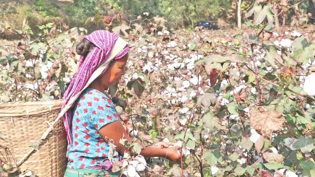 ২০৫০ সালের মধ্যে তুলার উৎপাদন ১৯ লাখ বেলে উন্নীত করার পরিকল্পনা সরকারের