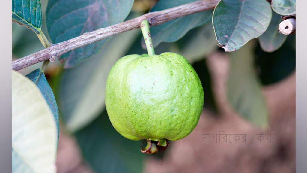 খোসাসহ পেয়ারা খাওয়া কি উপকারী?