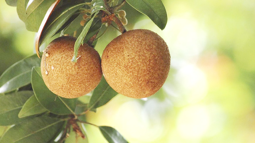 ডায়াবেটিস থাকলে কি সফেদা খাওয়া যাবে