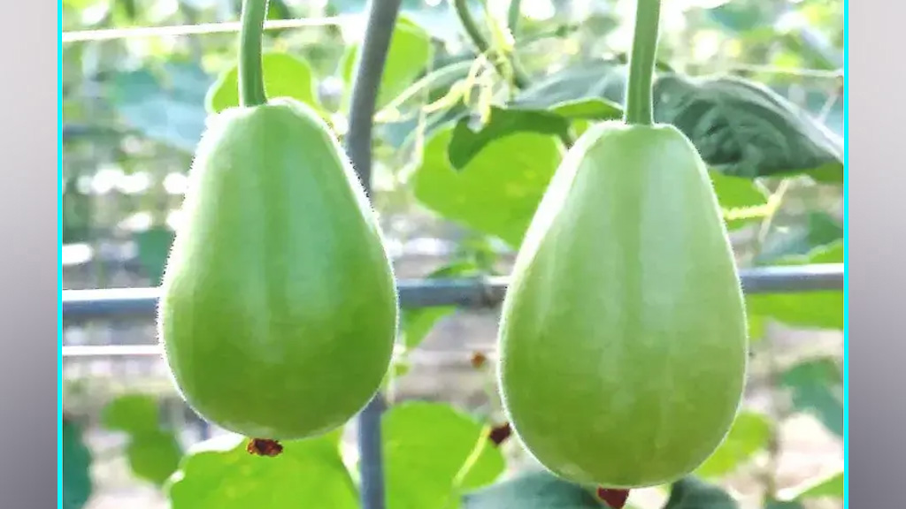 ওজন কমাতে সাহায্য করে লাউ