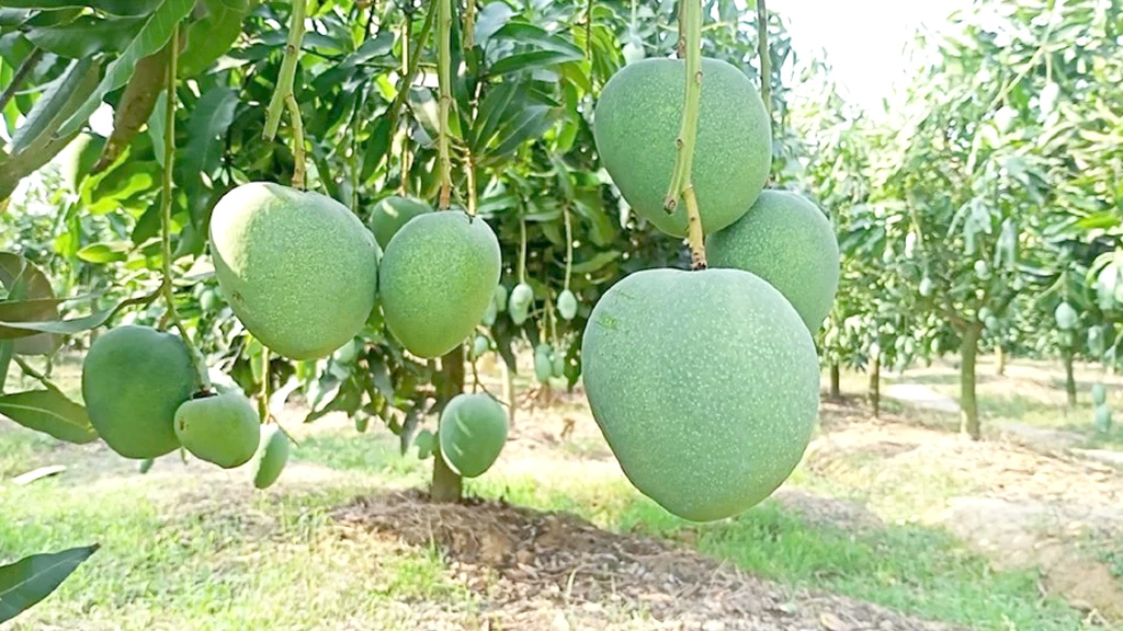 রাজশাহীতে আমবাগান কমেছে, নওগাঁয় বেড়েছে, বাম্পার ফলনের সম্ভাবনা