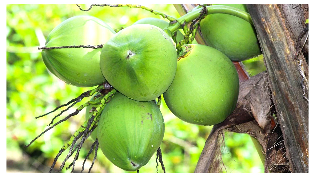 ৩০ দিন ডাবের পানি পান: শরীরে কী পরিবর্তন হতে পারে