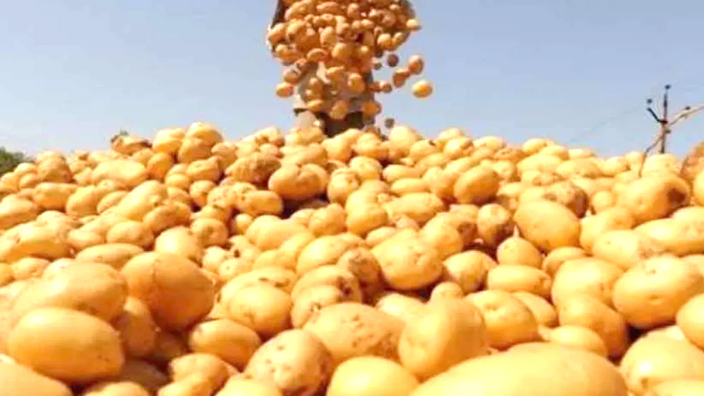 বাংলাদেশি আলু রপ্তানিতে ভিয়েতনামের বাজার উন্মুক্ত