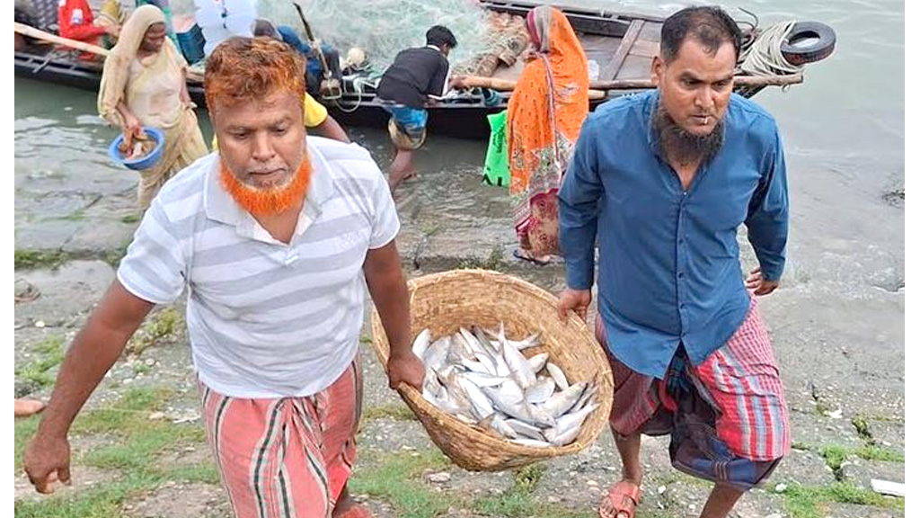 নিষেধাজ্ঞা শেষে পদ্মা-মেঘনায় ইলিশ শিকারে ফিরলেন জেলেরা