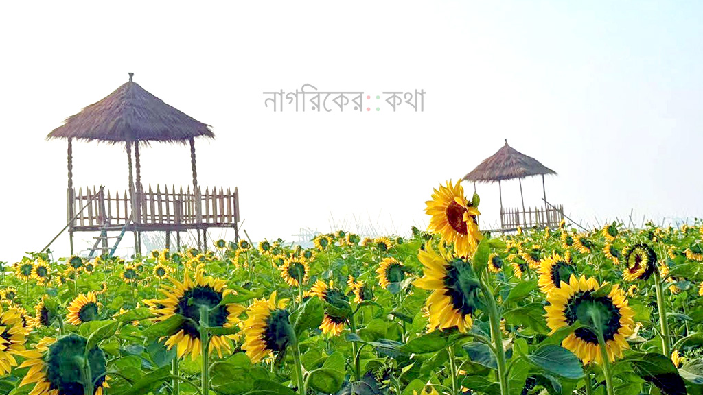 মেঘনার তীরে সূর্যমুখীর হলুদ রাজ্য