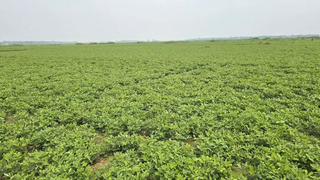 নরসিংদীর চরাঞ্চলে বাড়ছে বাদাম চাষ, কৃষকের মুখে হাসি