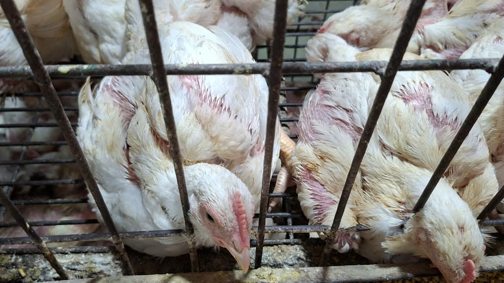 ব্রয়লারের কেজি ২৩০, সপ্তাহের ব্যবধানে দাম বাড়ল ৫০ টাকা