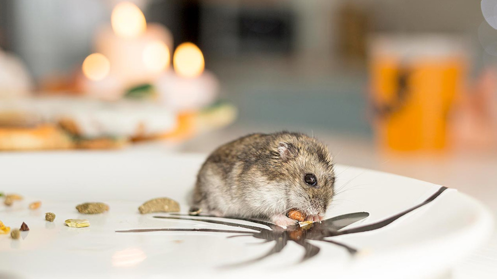 বাড়ি থেকে ইঁদুর তাড়ানোর সহজ উপায়