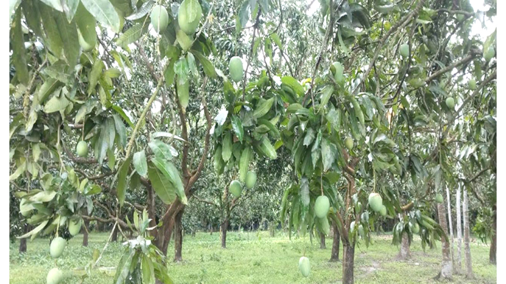 খুলনাঞ্চলে ৫৬৩ কোটি টাকার আম বাণিজ্যের সম্ভাবনা