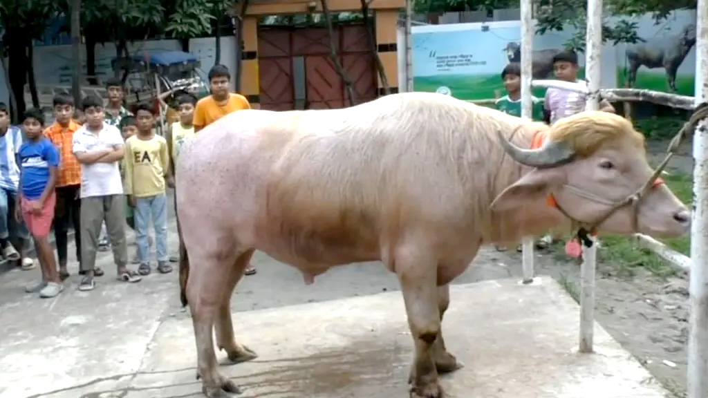 নারায়ণগঞ্জের ‘ডোনাল্ড ট্রাম্প’ যাচ্ছে ঢাকায়