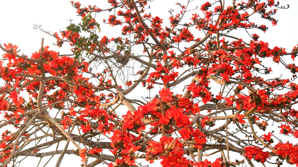 মাগুরায় বিলুপ্তির পথে শিমুল গাছ, সংরক্ষণের দাবি স্থানীয়দের