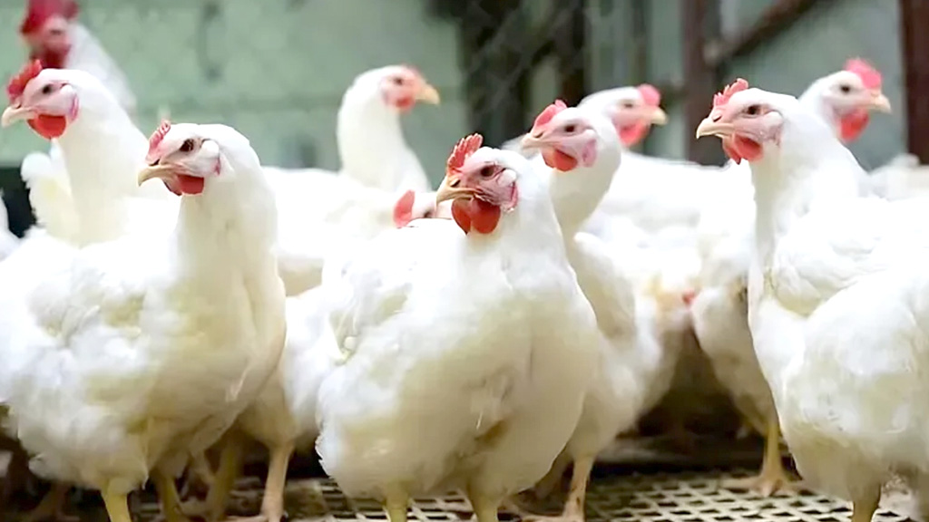 সপ্তাহের ব্যবধানে কেজিতে ২০ টাকা বাড়ল ব্রয়লার মুরগির দাম