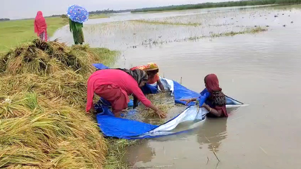 কিশোরগঞ্জে আড়াই হাজার হেক্টর জমির ধান তলিয়ে গেছে