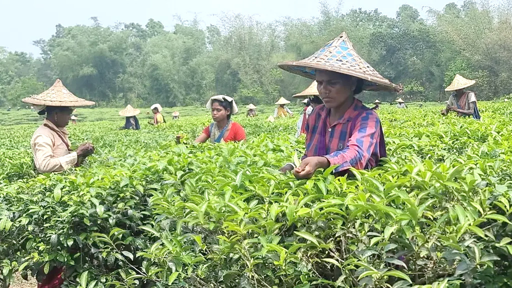 চা শ্রমিকের জীবনটাও যেন ২৬ ইঞ্চির চা গাছের মতোই