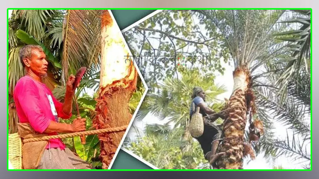 নড়াইলে কমেছে খেজুর গাছ, গাছিরও অভাব