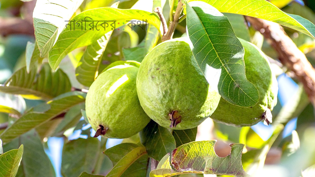 এই সময়ে নিয়মিত পেয়ারা খাওয়ার ৫ কারণ