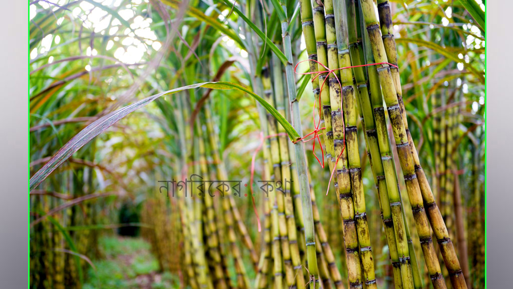 আখ চাষে ঝুঁকছেন বাগেরহাটের কৃষকেরা