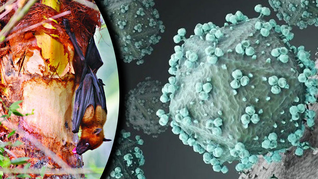 বাংলাদেশে নিপাহের মতো প্রাণঘাতী ভাইরাস শনাক্ত