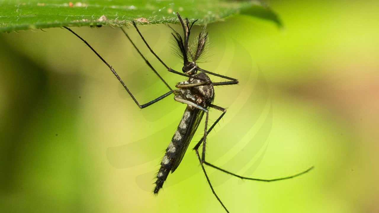 ডেঙ্গুতে আরও ৬ জনের মৃত্যু, নতুন ভর্তি ১ হাজার ১৯৫ জন
